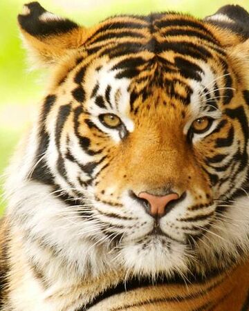 Tiger 3d View Wikipedia لم يسبق له مثيل الصور Tier3 Xyz