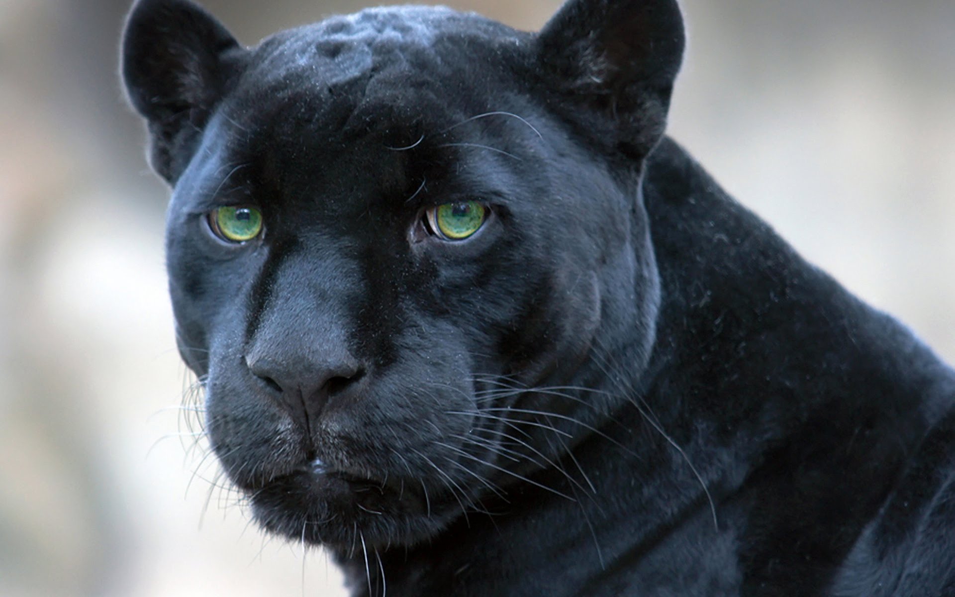 Panthers Jungle Book 3D Wiki Fandom