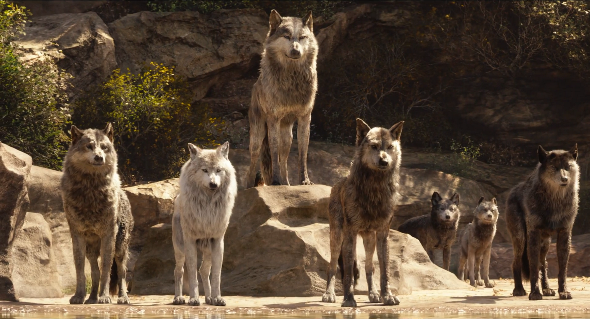 Image Akela and the Wolf Pack (Disney 2016) png Jungle Book Wiki