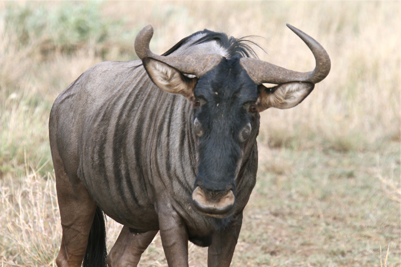 Blue Wildebeest | Jungle Emperor Leo Wiki | FANDOM powered by Wikia