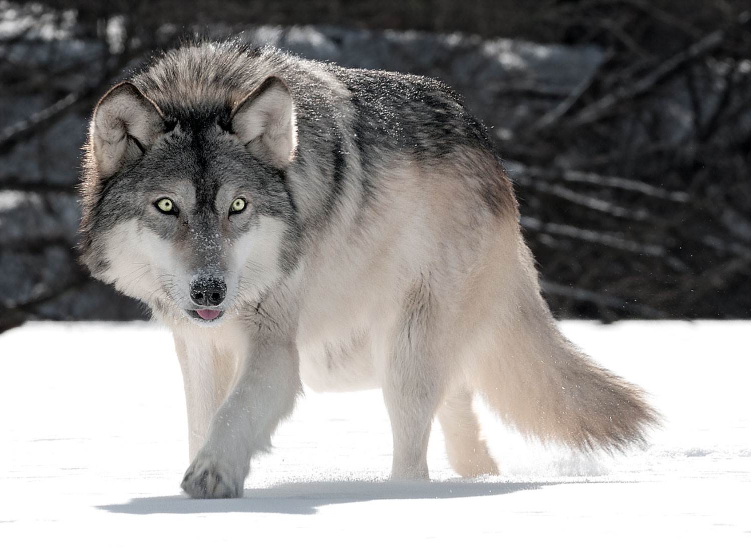 grey wolf games grey wolf games