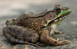 Frog | Jungle Emperor Leo Wiki | Fandom