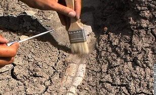 Paleontologue