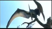 Ptera