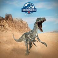 Blue | Jurassic World Alive Wiki | Fandom