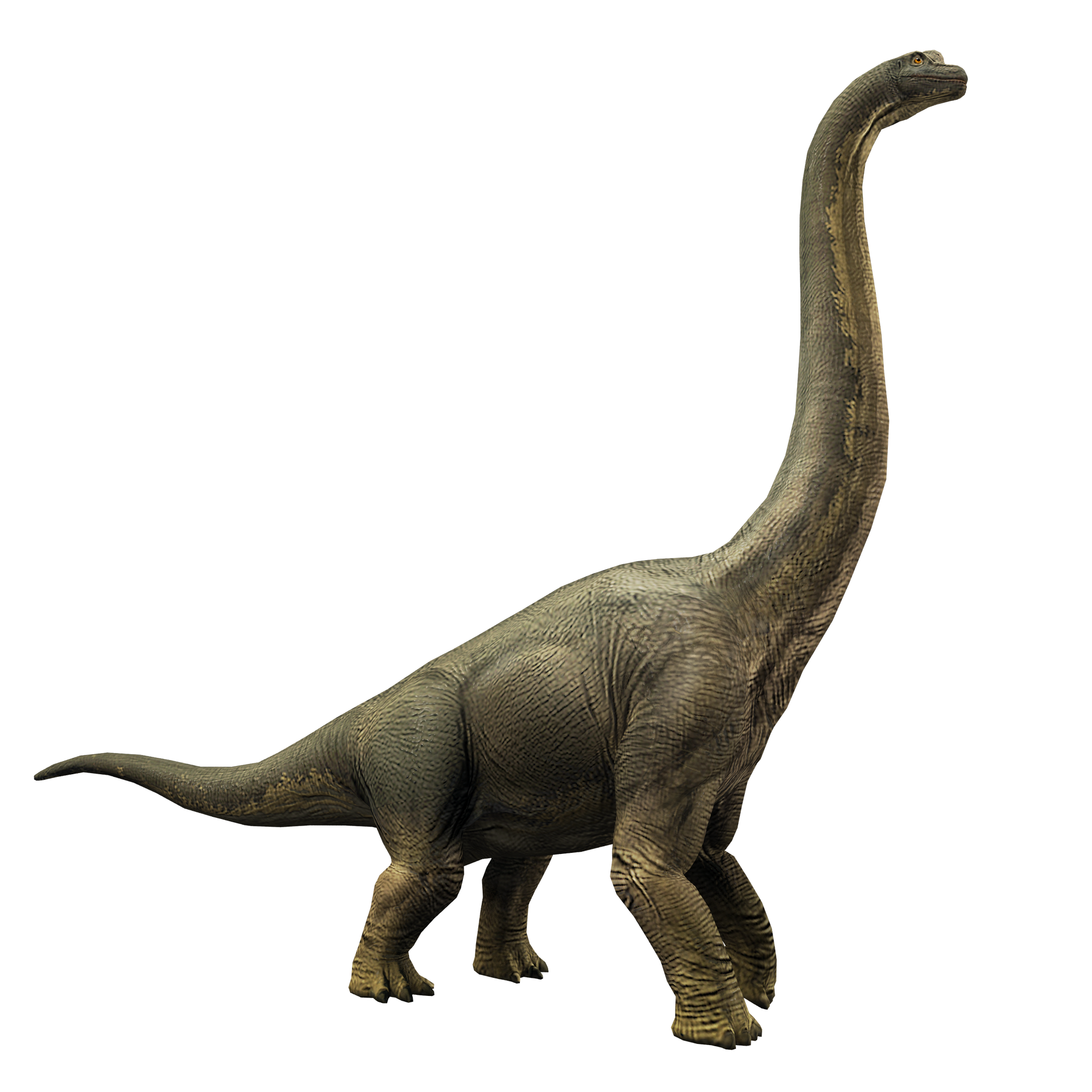 brachiosaurus is