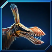 coloborhynchus