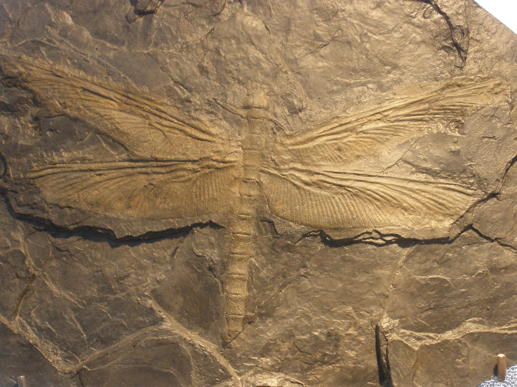 Meganeura Jurassic Wiki FANDOM powered by Wikia