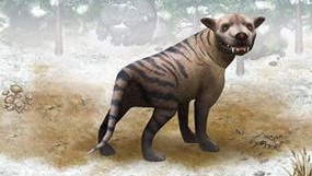 Hyaenodon