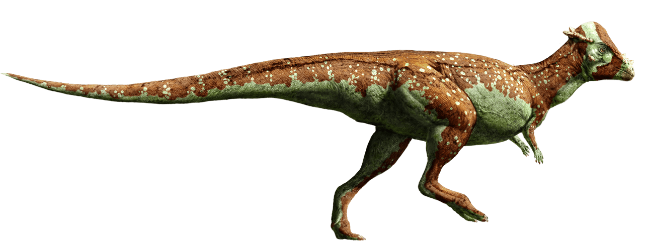 Pachycephalosaurus Jurassic Park Wiki Fandom Powered By Wikia 1006