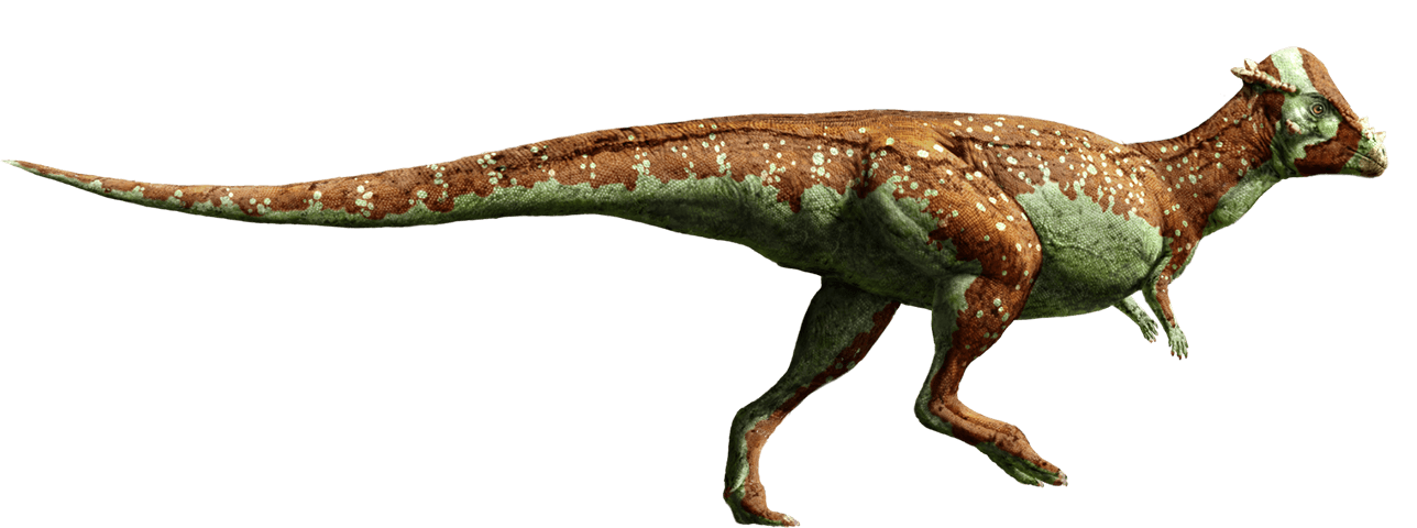 Pachycephalosaurus Jp Wiki Fandom Powered By Wikia 2825