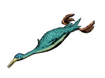 Hesperornis