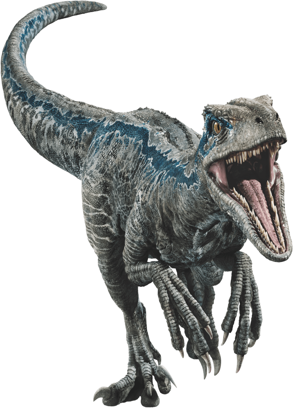 Image - Fallen kingdom blue the velociraptor v2 by sonichedgehog2-dc8uw1o.png | Jurassic Park
