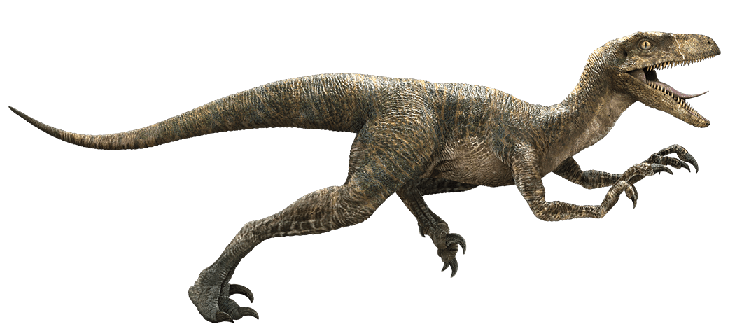 Velociraptor Movie Canon Jurassic Park Wiki Fandom 