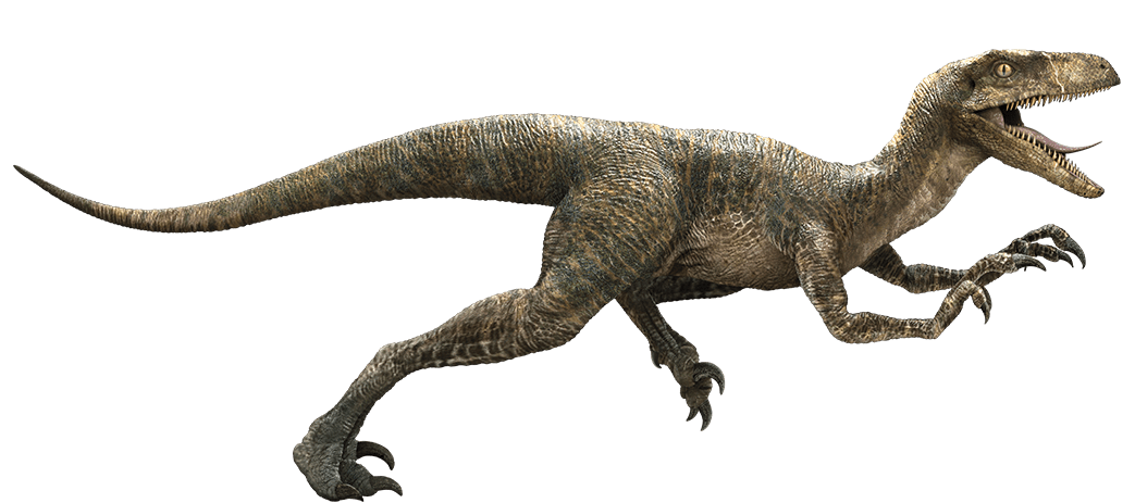 Velociraptor  JPWiki  FANDOM powered by Wikia