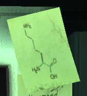 JPTG Lysine