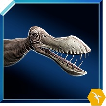 coloborhynchus