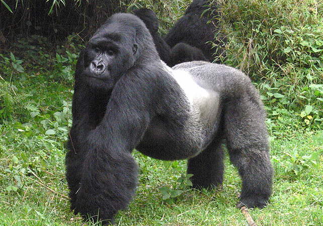 Resultado de imagen para gorila de africa negra