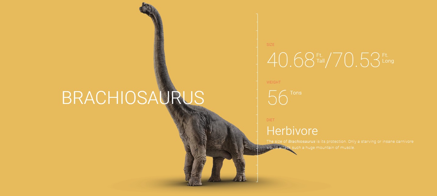 Brachiosaurus Size Chart