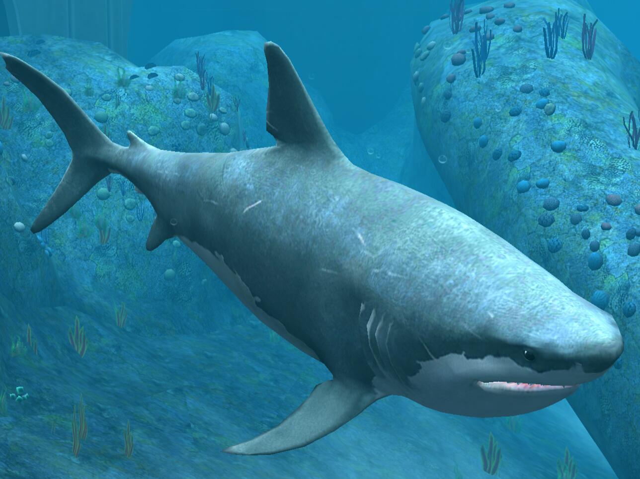 Кархародон мегалодон. Otodus Megalodon. Рыба акула МЕГАЛОДОН. Страшные акулы МЕГАЛОДОН.