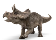 Triceratops JW