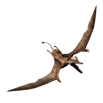 darwinopterus