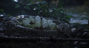 Nest