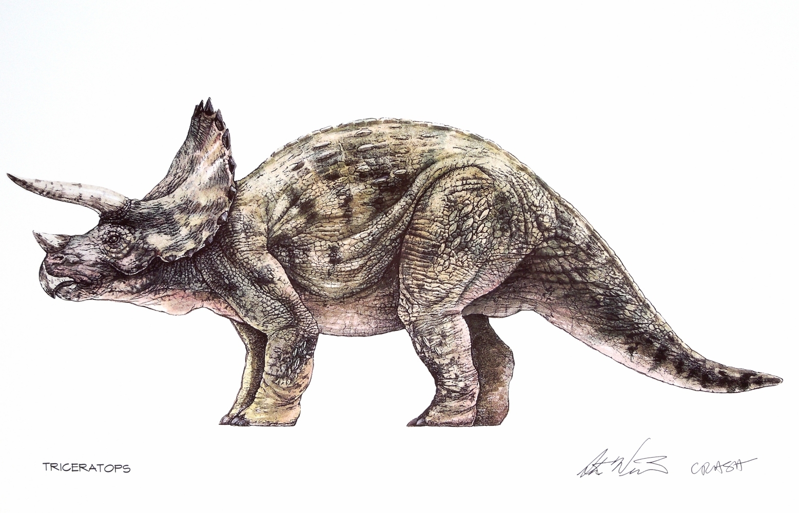 Image Triceratops Jp Concept Jurassic Park Wiki Fandom Powered By Wikia 
