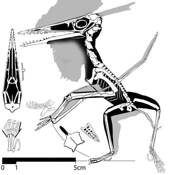 Pterodactyl Pteranodon and Pterosaur - Design by Zavraan on DeviantArt