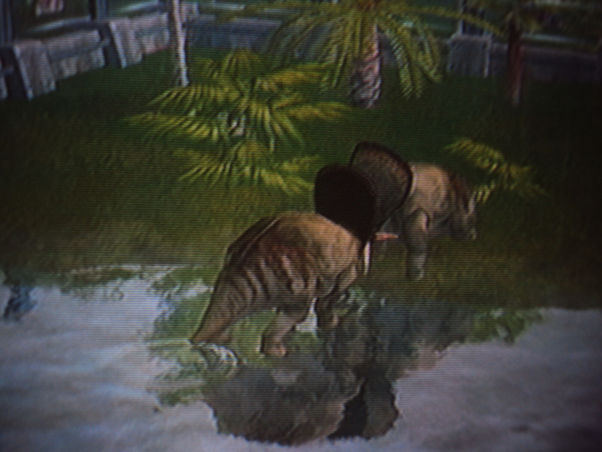 torosaurus jurassic park