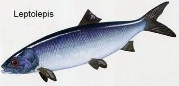 Leptolepis Jurassic Park Wiki FANDOM powered by Wikia