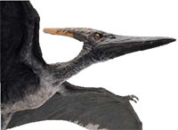 jp3 pteranodon