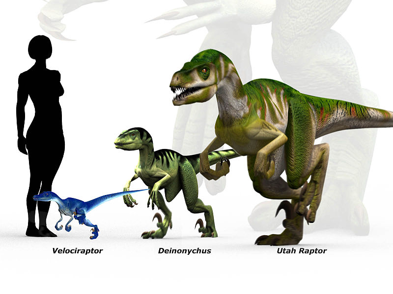 actual velociraptor