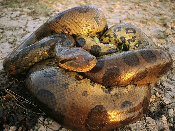 Anaconda | Jurassic Park Wiki | FANDOM powered by Wikia