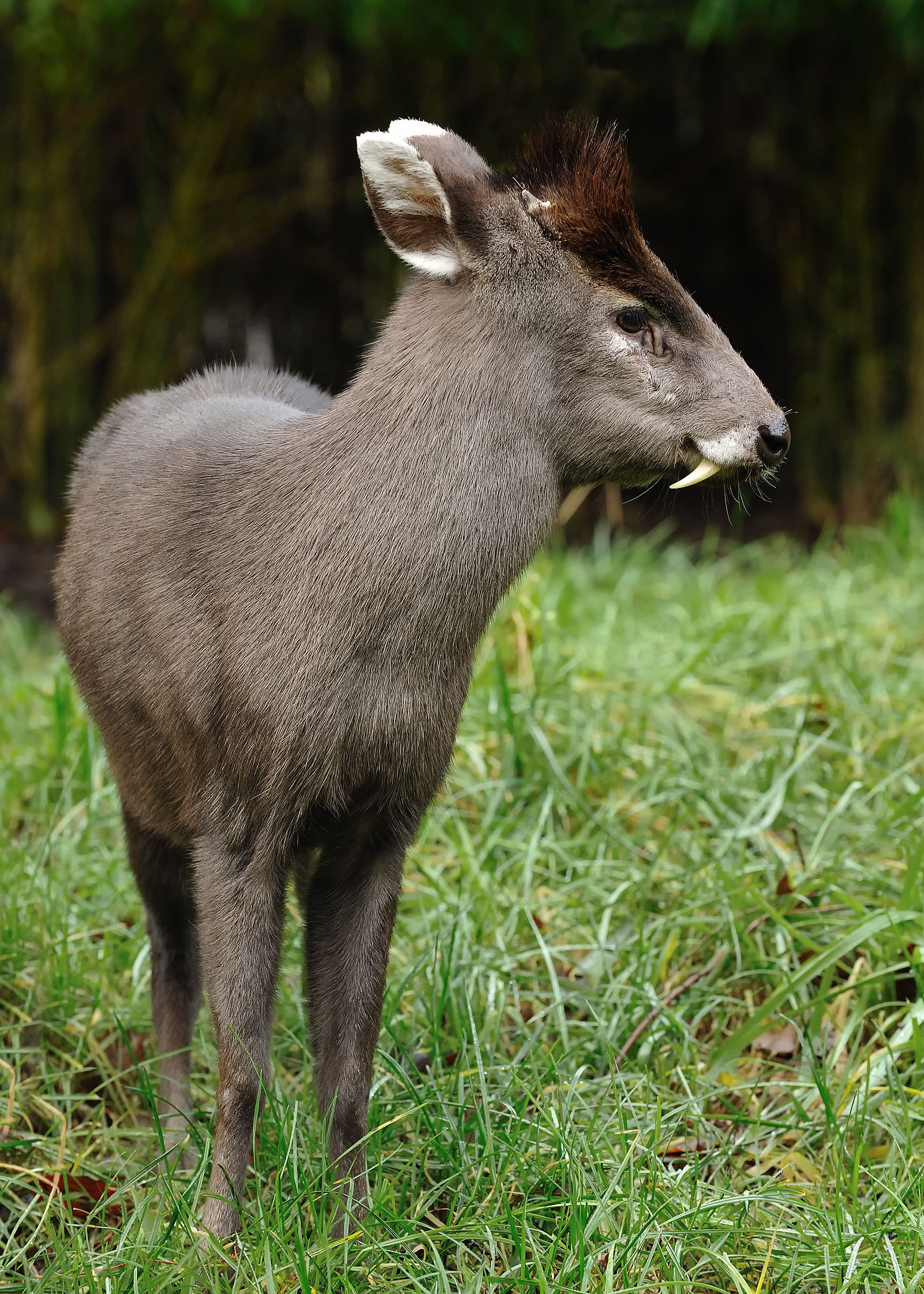 nublar tufted deer jurassic park wiki fandom powered by wikia