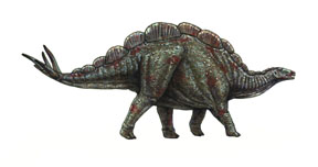 Wuerhosaurus-0