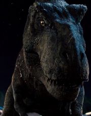 Rex dominance