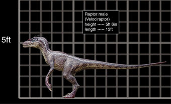 Velociraptor Movie Canon Jurassic Park Wiki Fandom
