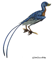 Confuciusornis