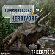 20883102 1572156159495928 6525661800192127572 n.jpg (228 KB) 20883102 1572156159495928 6525661800192127572 n