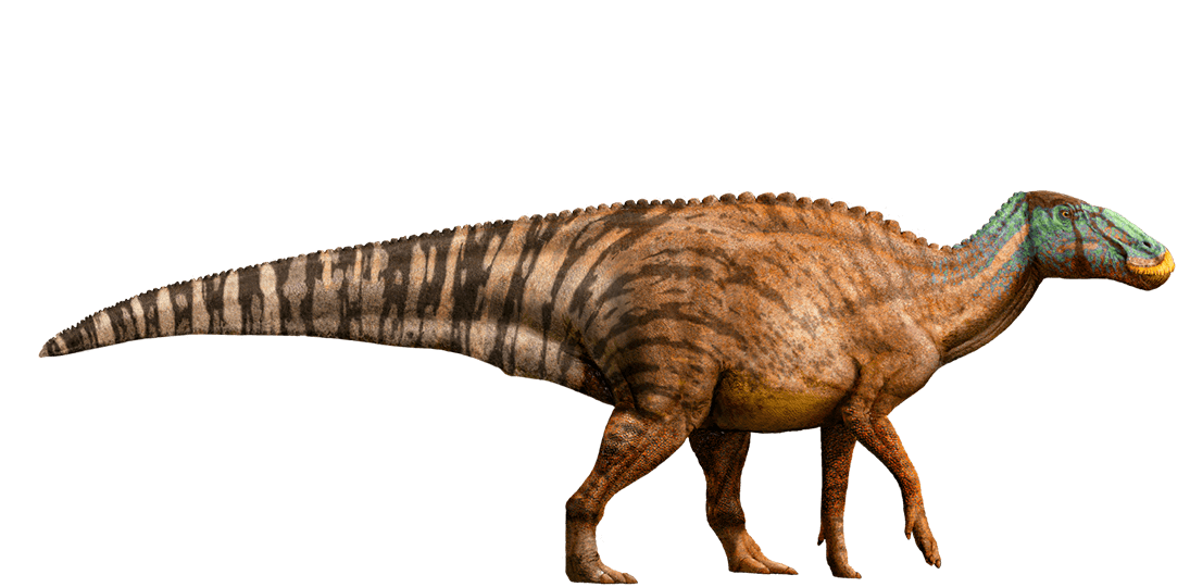 dinosaur with a round head