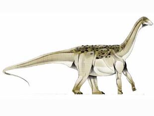 saltasaurus fossil