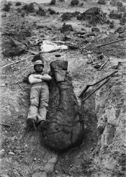 Brachiosaurus Oberarmknochen