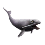 Odobenocetops