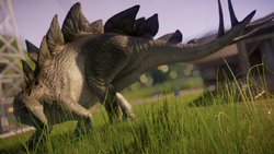 stegosaurus evolution