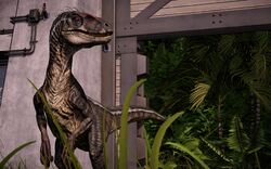 velociraptor evolution