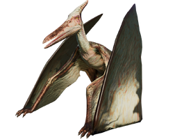 information about velociraptor