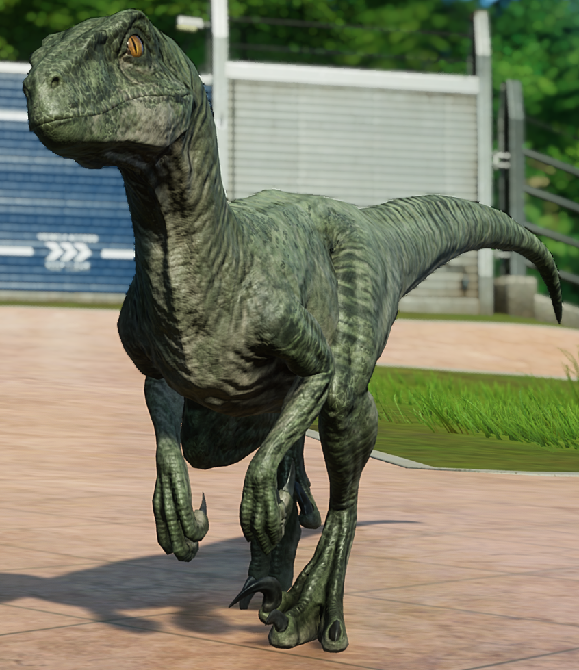 a velociraptor