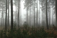Endor Forest-5200