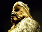 Wookiee-7497
